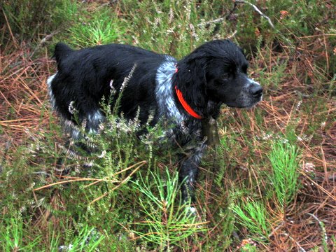 TR. CH. Beauty de la Baie des Gabions