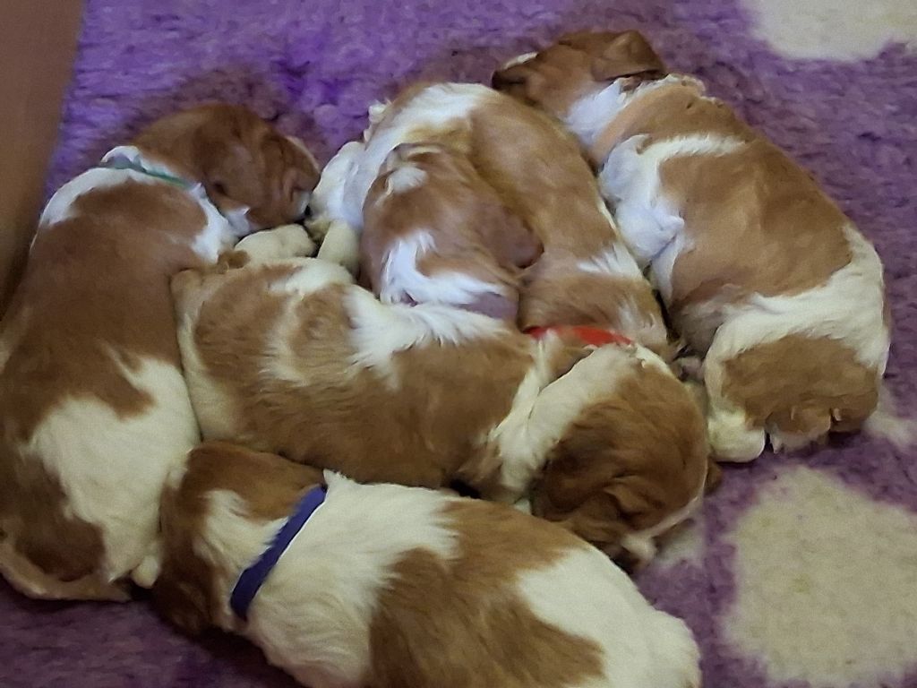 des nouvelles des chiots