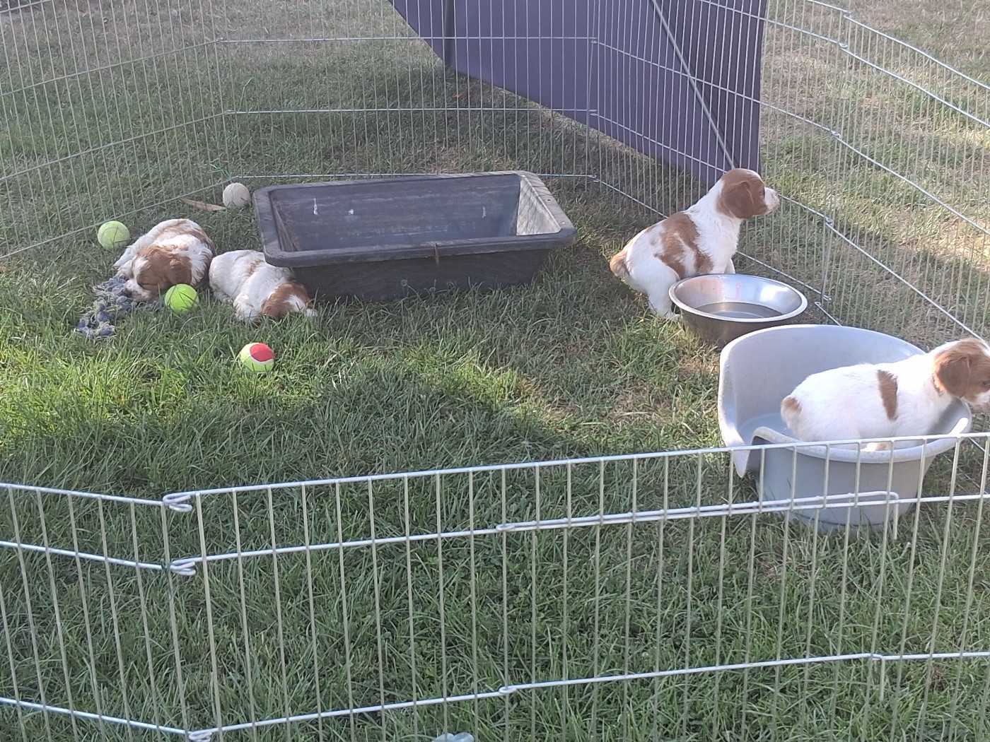 5 semaines pour les chiots