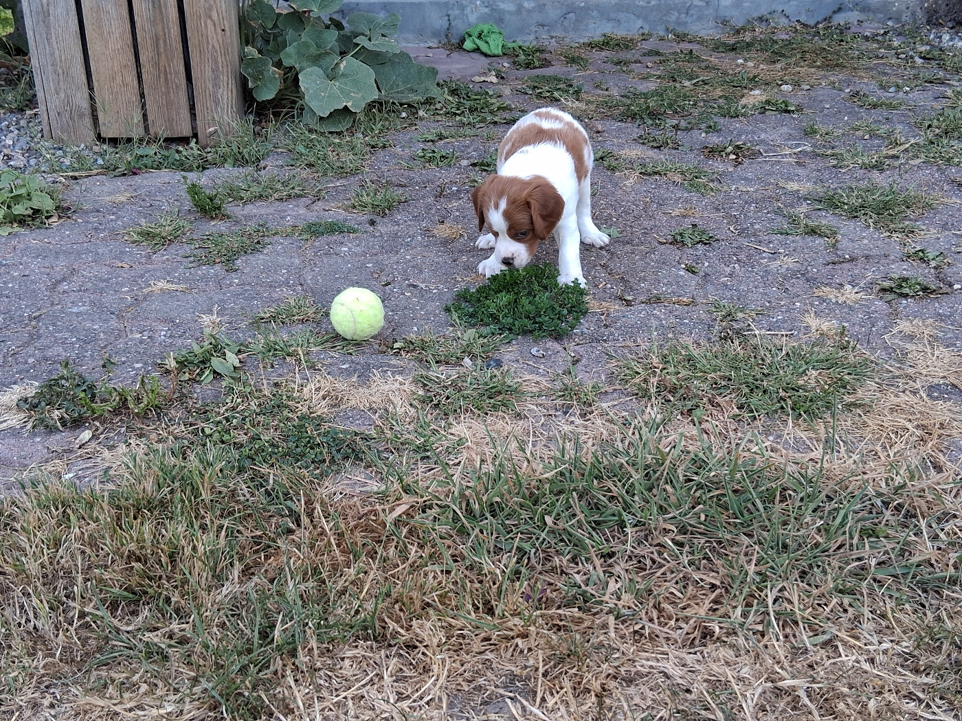 de la Baie des Gabions - Chiots disponibles - Epagneul Breton
