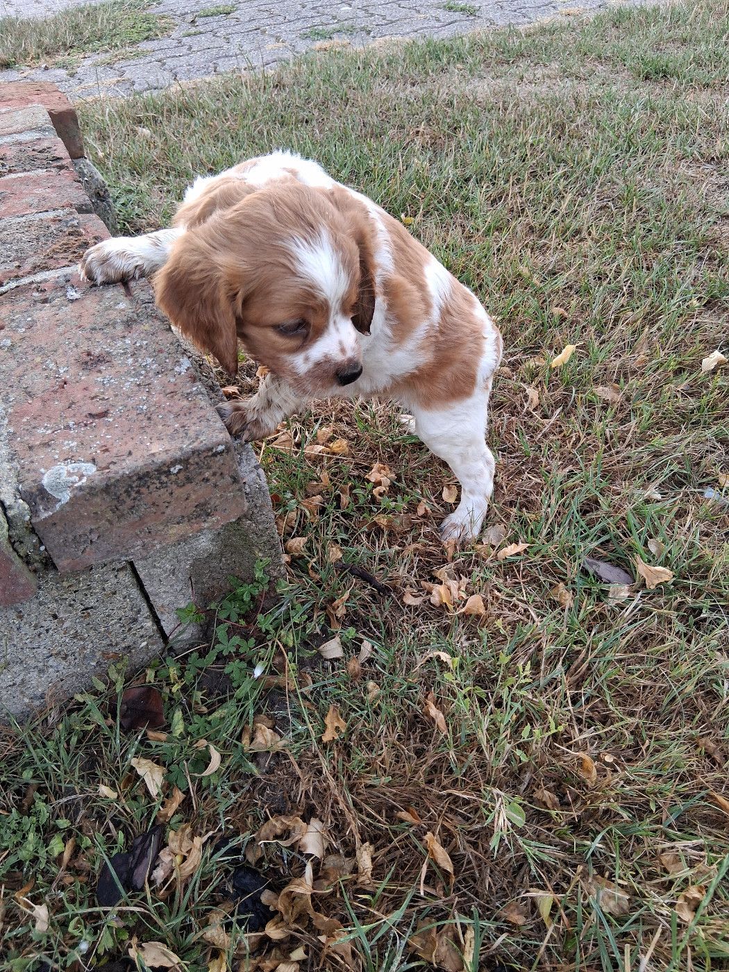 de la Baie des Gabions - Chiots disponibles - Epagneul Breton