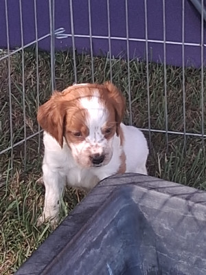 Chiot N°3