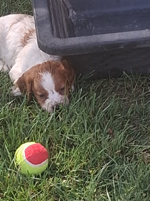 Chiot N°4