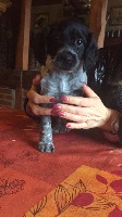 LEIA
