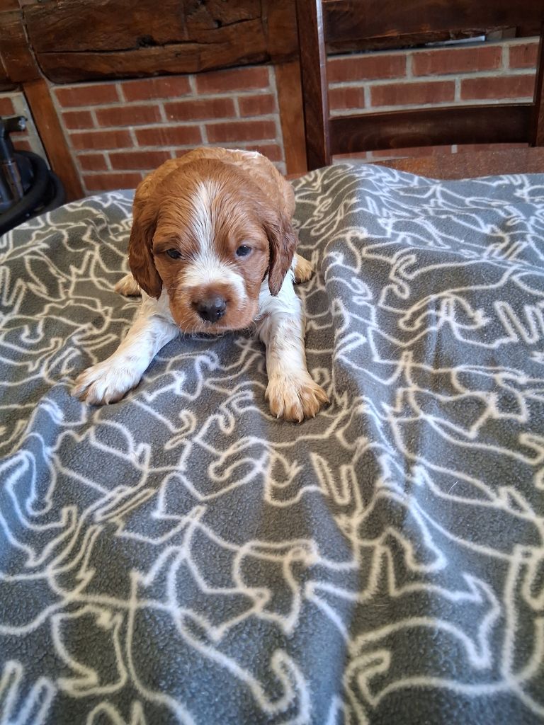 de la Baie des Gabions - Chiots disponibles - Epagneul Breton